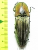 Elateridae sp.  Peru - INSECTS-STORE.RU