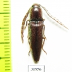 Elateridae sp.  Peru - INSECTS-STORE.RU