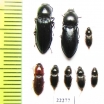 Elateridae sp.  Kazakhstan - INSECTS-STORE.RU