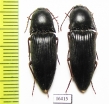 Elateridae sp.  Iran, Khuzestan prov. - INSECTS-STORE.RU