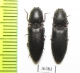 Elateridae sp.  Iran, Khuzestan prov. - INSECTS-STORE.RU