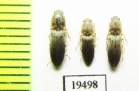 Elateridae sp.  Iran, Sistan prov. - INSECTS-STORE.RU