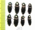 Elateridae sp.  Russia, Tver reg. - INSECTS-STORE.RU