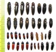 Elateridae sp.  Russia, Tver reg. - INSECTS-STORE.RU