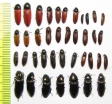 Elateridae sp.  Russia, Tver reg. - INSECTS-STORE.RU