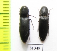 Elateridae sp.  Russia, Kaluga reg. - INSECTS-STORE.RU