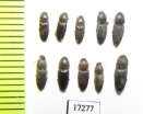 Elateridae sp.  Uzbekistan - INSECTS-STORE.RU