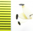 Quasimus minutissimus  Belorussia - INSECTS-STORE.RU