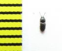 Zorochros caucasicus  Abkhazia - INSECTS-STORE.RU