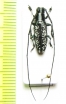 Acridocephala bistriata  Cameroon - INSECTS-STORE.RU