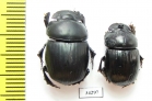 Catharsius sp.  Ethiopia - INSECTS-STORE.RU