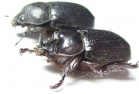 Cyphonistes sp., pair  South Africa Rep. - INSECTS-STORE.RU
