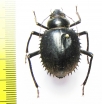 Prionotheca coronata  Morocco - INSECTS-STORE.RU