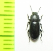 Cabirutus pusillus  Uzbekistan - INSECTS-STORE.RU