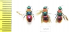 Chrysididae sp.  Russia, Tver reg. - INSECTS-STORE.RU
