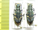 Calomera decemguttata  Indonesia, Sulawesi - INSECTS-STORE.RU