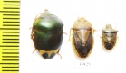 Hemiptera sp.  Tanzania - INSECTS-STORE.RU