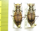 Cicindela hirticollis  USA - INSECTS-STORE.RU