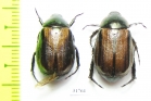 Anomala lineatopennis  Nepal - INSECTS-STORE.RU