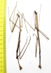Phasmatodea sp., male  Panama 130mm - INSECTS-STORE.RU