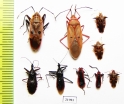 Hemiptera sp.  Vietnam - INSECTS-STORE.RU