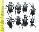 Meloe proscarabaeus, pair  Russia, Moscow - INSECTS-STORE.RU