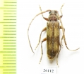 Cerambycidae sp.  South Africa Rep. - INSECTS-STORE.RU