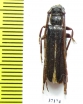 Cerambycidae sp.  Zambia - INSECTS-STORE.RU