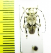 Cerambycidae sp.  Congo - INSECTS-STORE.RU
