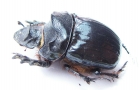 Heliocopris myrmidon, male  Uganda - INSECTS-STORE.RU