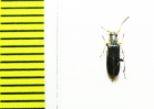 Osphya aerata  Iran, Mazandaran prov. - INSECTS-STORE.RU