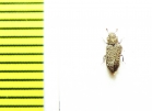 Zopheridae sp.  Peru - INSECTS-STORE.RU