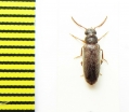 Oedemeridae sp.?  Argentina - INSECTS-STORE.RU