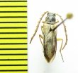 Schellia sitaroides  Turkmenistan - INSECTS-STORE.RU