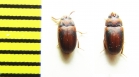 Platydema sericeum, pair  Cambodia - INSECTS-STORE.RU