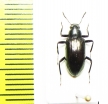 Tenebrionidae sp.  Malaysia - INSECTS-STORE.RU
