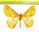 Geometridae sp.  Nepal - INSECTS-STORE.RU