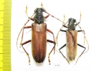 Cerambycidae sp.  Ecuador - INSECTS-STORE.RU