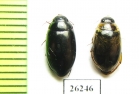 Dytiscidae sp.  Iran, Markazi prov. - INSECTS-STORE.RU