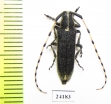 Agapanthia sp.  Kazakhstan - INSECTS-STORE.RU