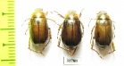 Rutelinae sp.  Nepal - INSECTS-STORE.RU