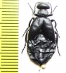Meloe sp.  Tajikistan - INSECTS-STORE.RU