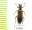 Cleridae sp.  South Africa Rep. - INSECTS-STORE.RU