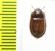 Trogossitidae sp.  Indonesia, Papua - INSECTS-STORE.RU