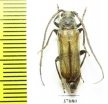 Cerambycidae sp.  South Africa Rep. - INSECTS-STORE.RU