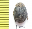 Trogidae sp.  Namibia - INSECTS-STORE.RU