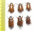 Cyclocephala sp.  Peru - INSECTS-STORE.RU