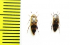 Orchesia undulata  Russia, Belgorod reg. - INSECTS-STORE.RU