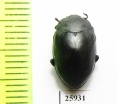 Monomma sp.  South Africa Rep. - INSECTS-STORE.RU