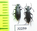Oedemeridae sp.?  South Africa Rep. - INSECTS-STORE.RU